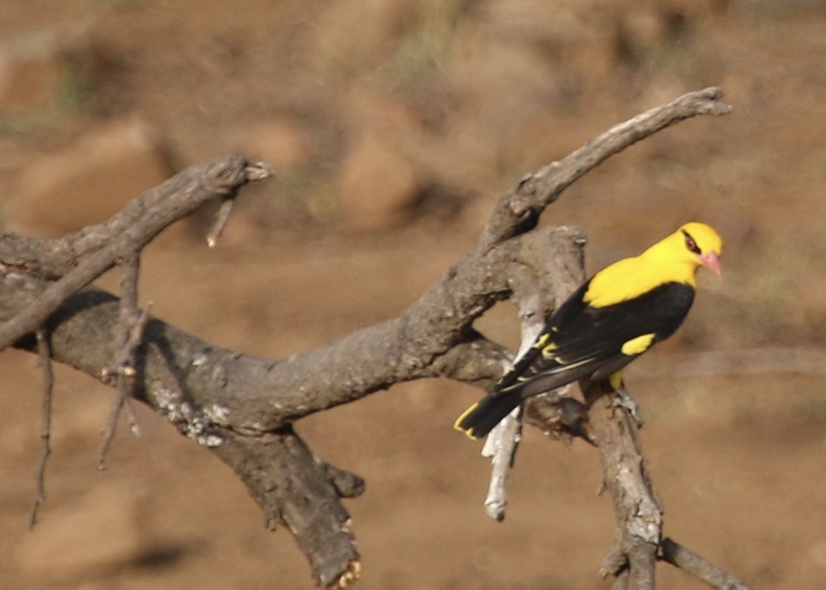 Indian Golden Oriole - ML619611348