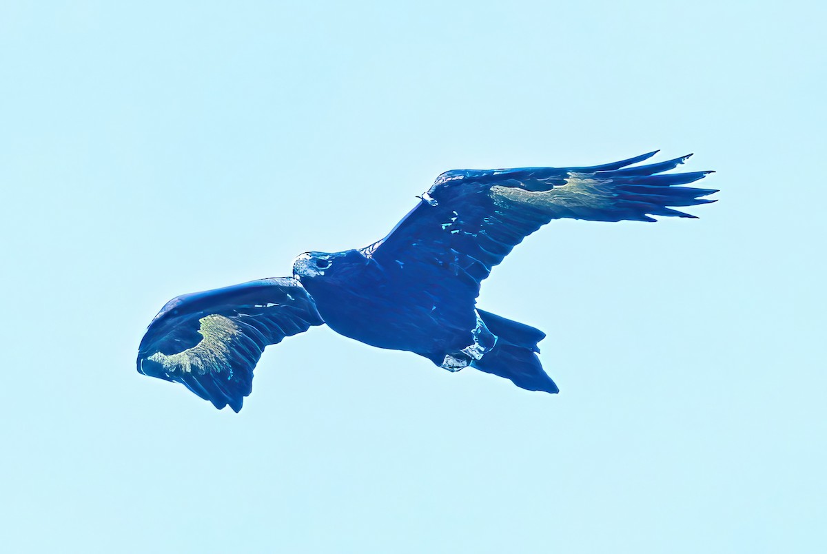 Wedge-tailed Eagle - ML619611364