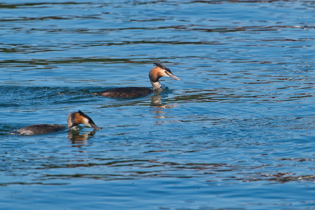 Great Crested Grebe - ML619611367