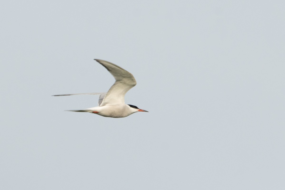 Common Tern - ML619611424