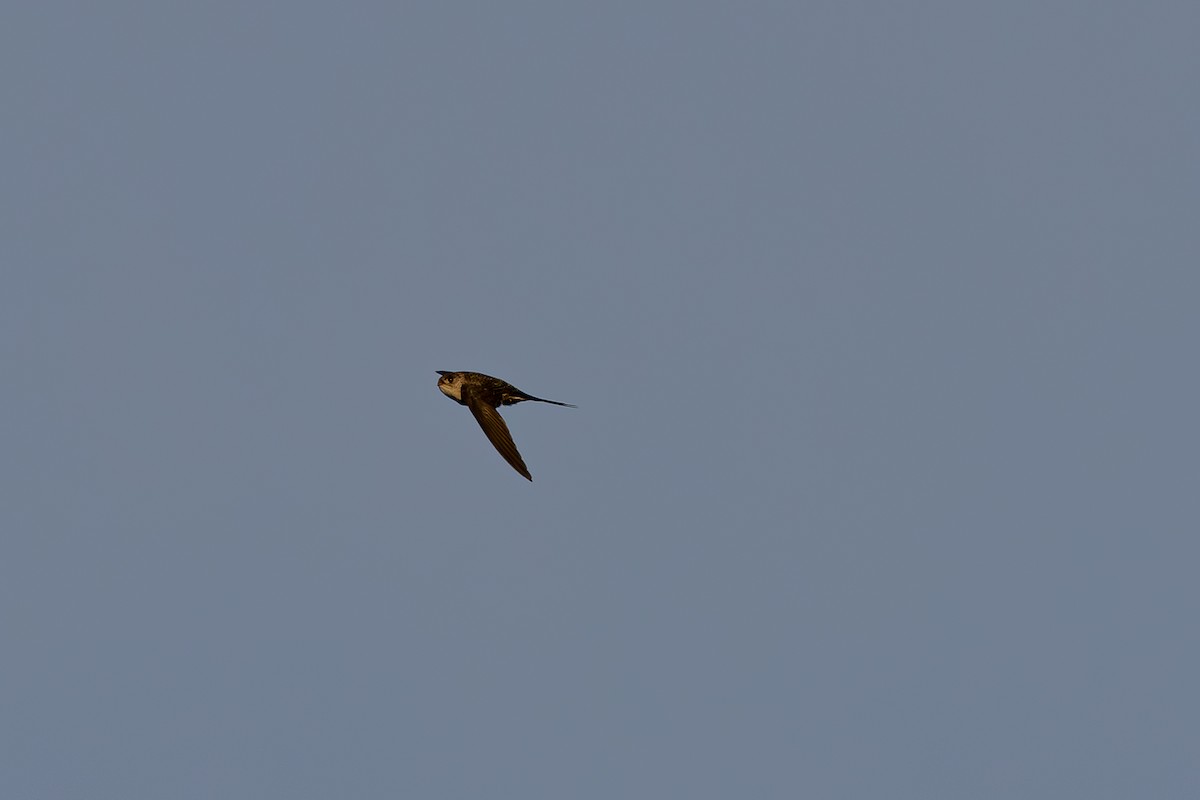 Fork-tailed Palm Swift - ML619611432