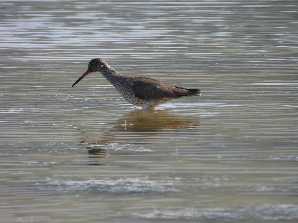 Spotted Redshank - ML619611441