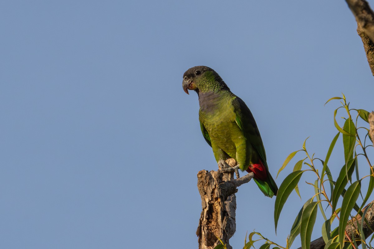 Папуга-червоногуз зеленощокий - ML619611442