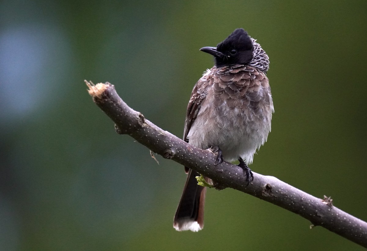 Red-vented Bulbul - ML619611457