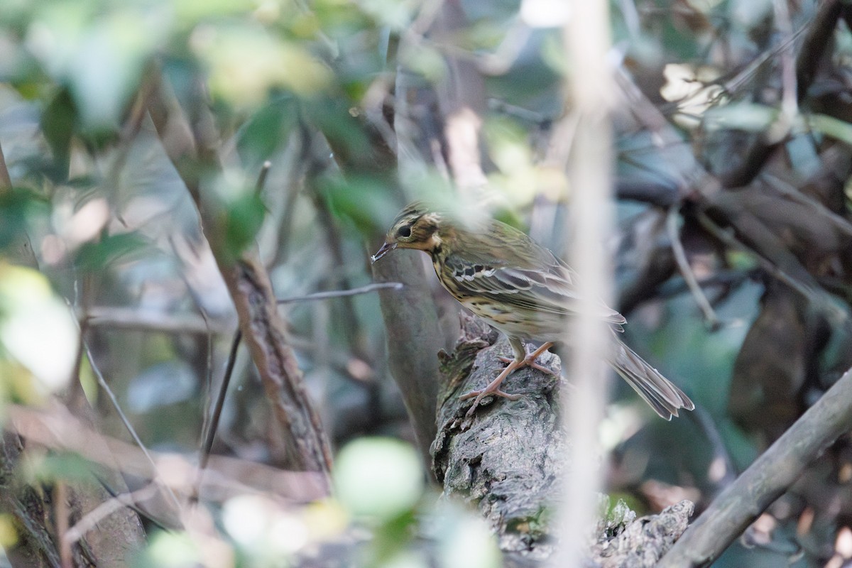 Olive-backed Pipit - ML619611548