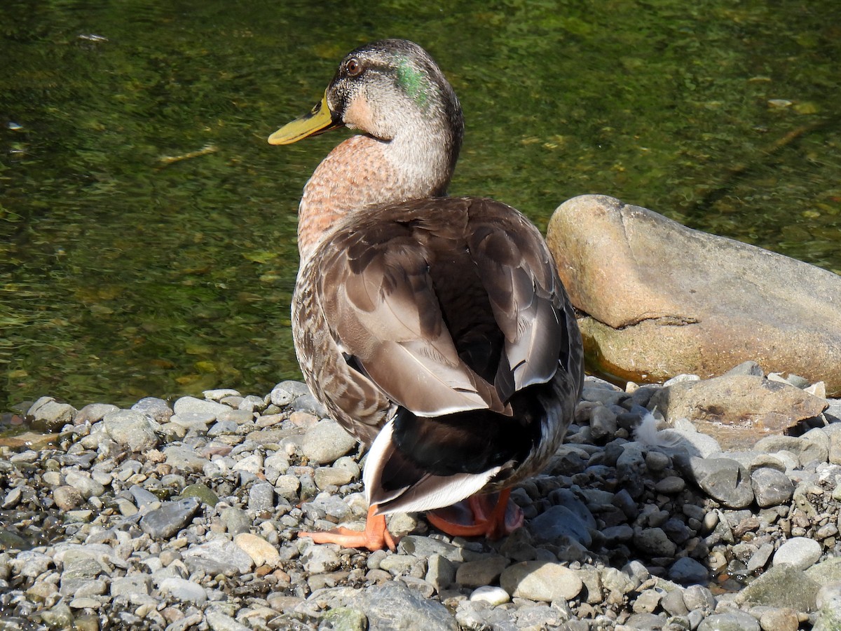 Mallard x Eastern Spot-billed Duck (hybrid) - ML619611577