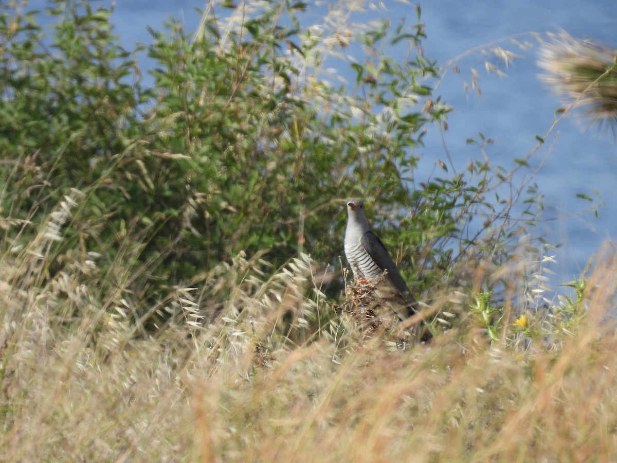 Common Cuckoo - ML619611598
