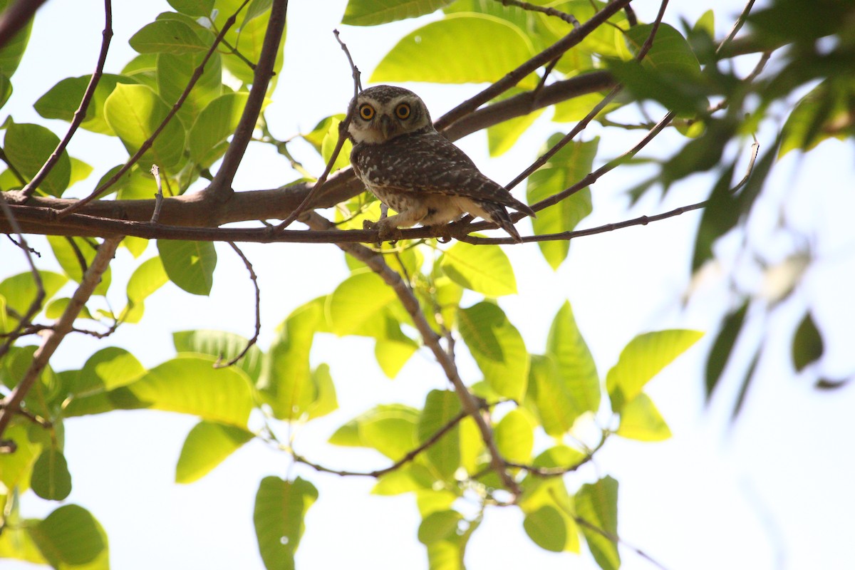 Spotted Owlet - ML619611625