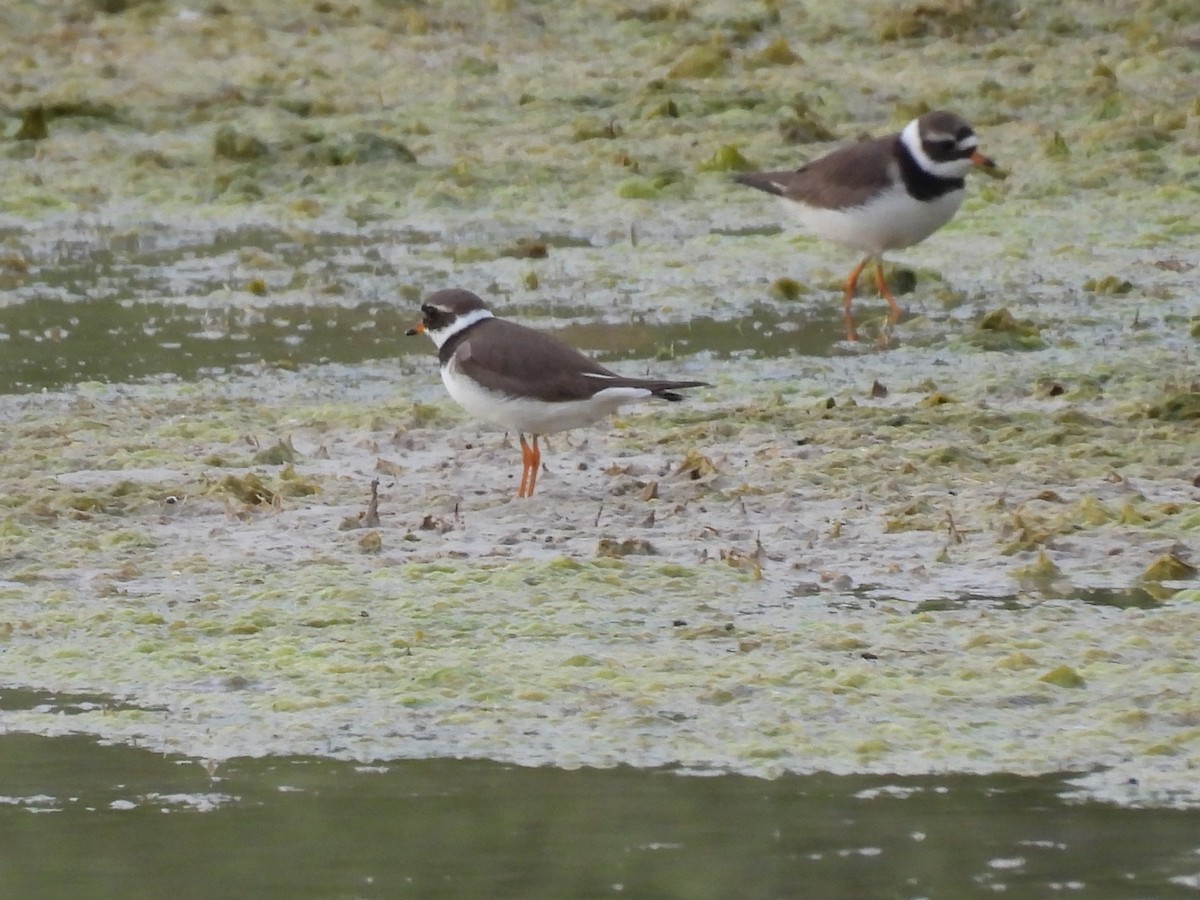 Common Ringed Plover - ML619611649