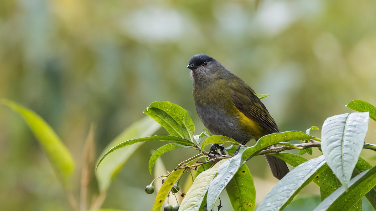 Black-and-yellow Silky-flycatcher - ML619611710