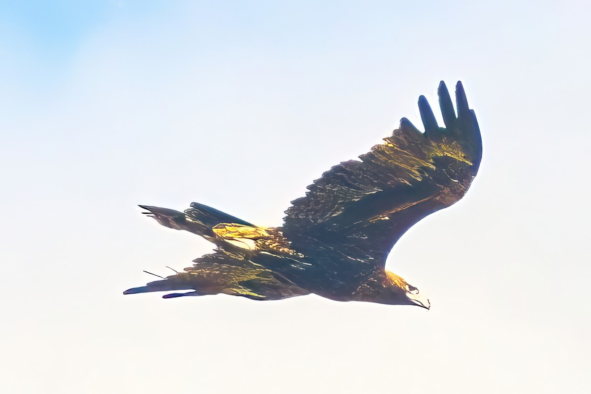 Wedge-tailed Eagle - ML619611711