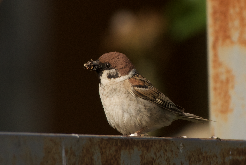 House Sparrow - ML619611831