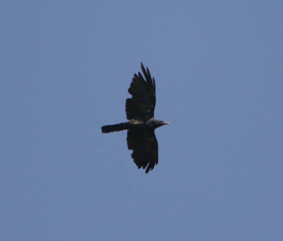 Large-billed Crow - ML619611841