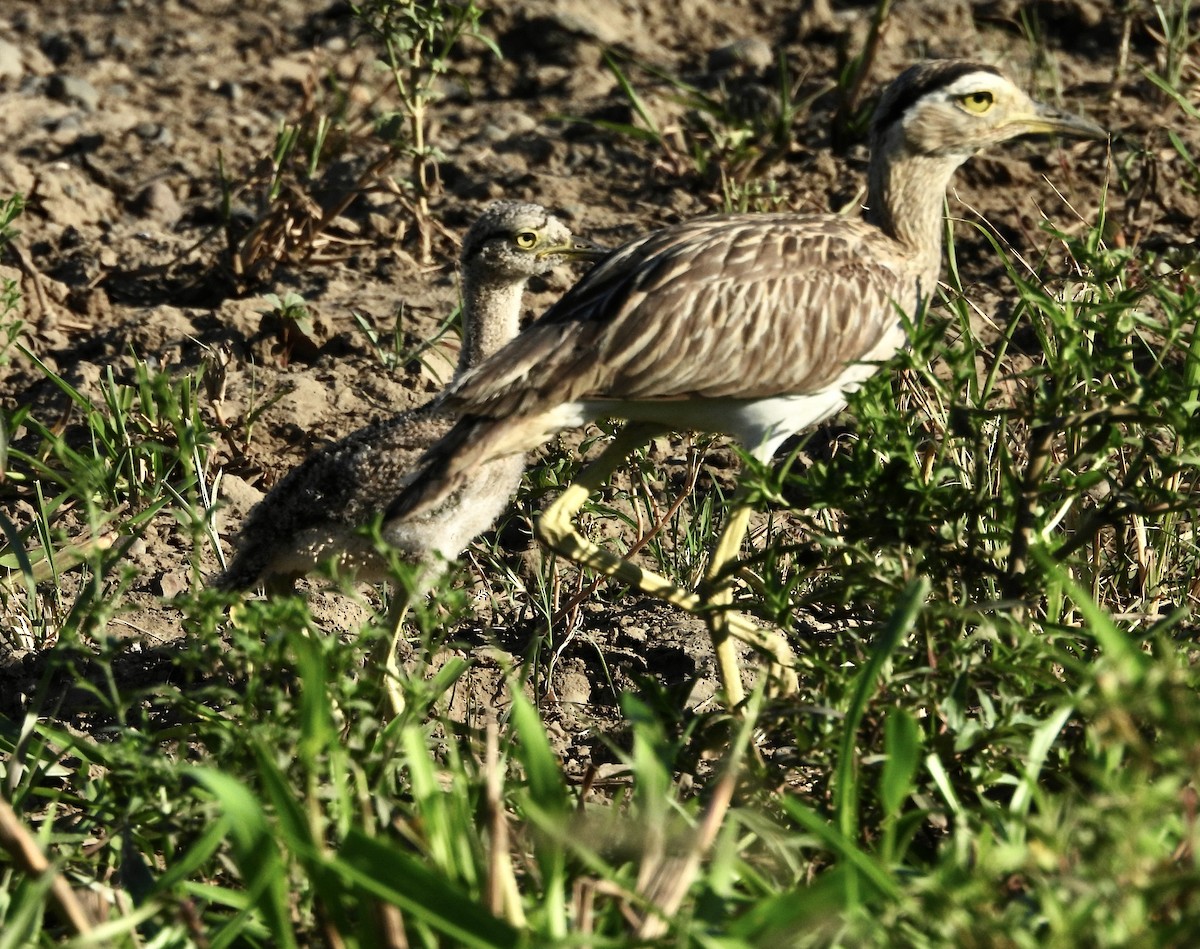 Double-striped Thick-knee - ML619611885