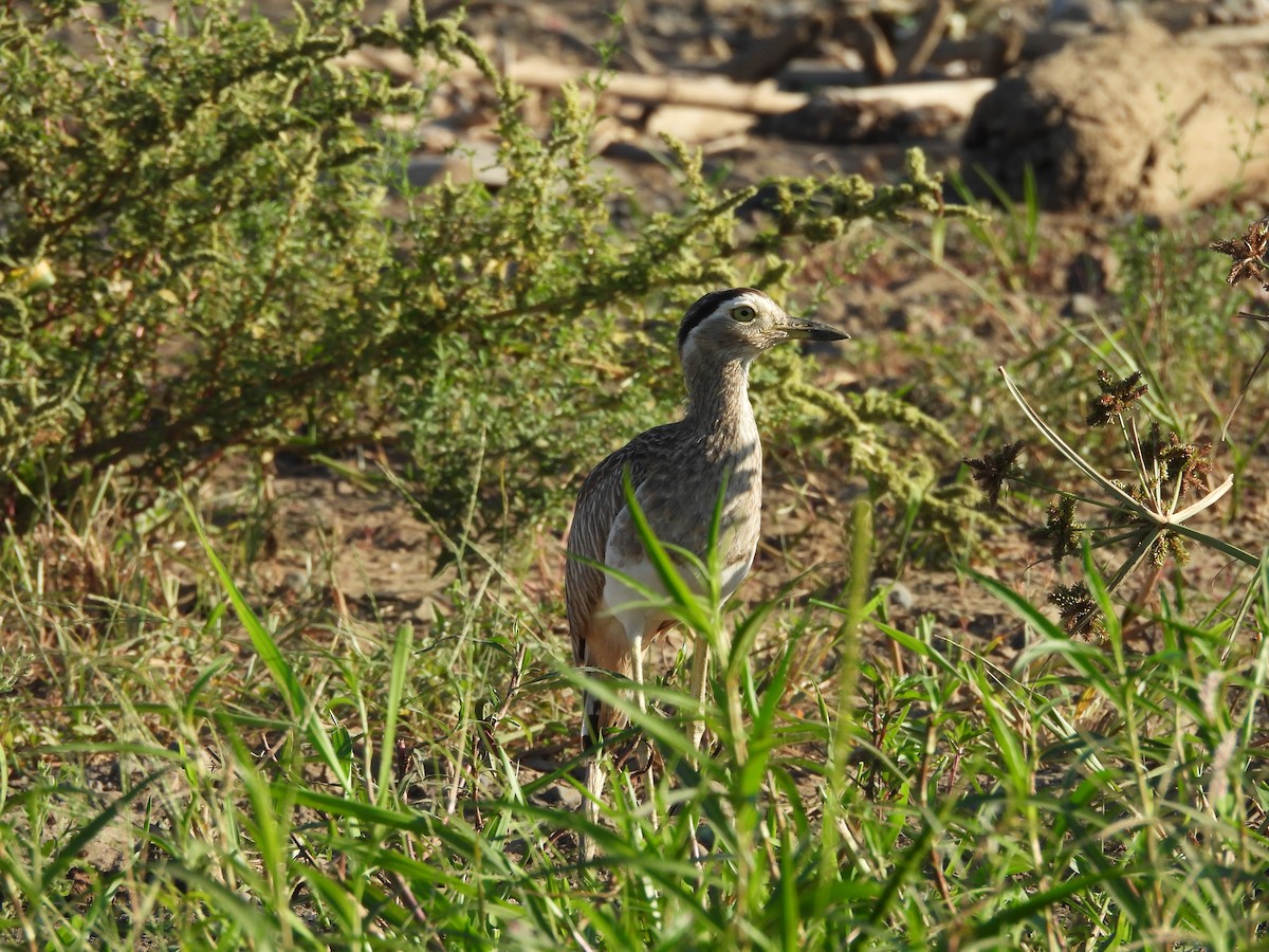 Double-striped Thick-knee - ML619611886