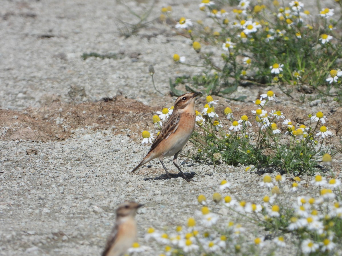 Whinchat - ML619611930