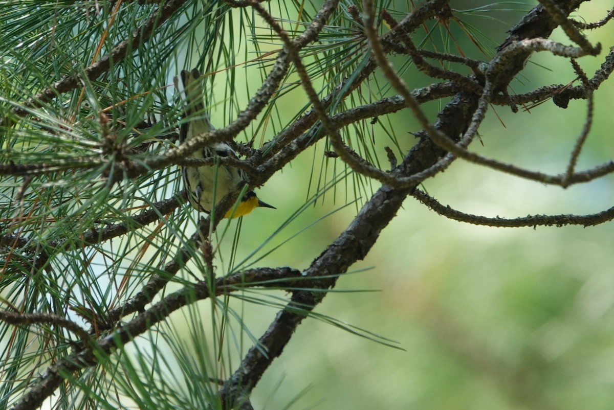 Yellow-throated Warbler - ML619611943
