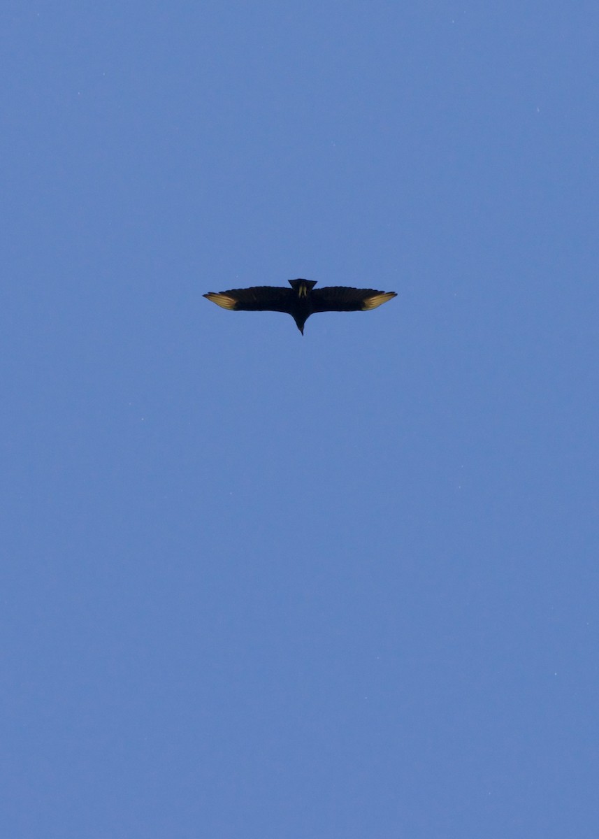 Black Vulture - ML619611948