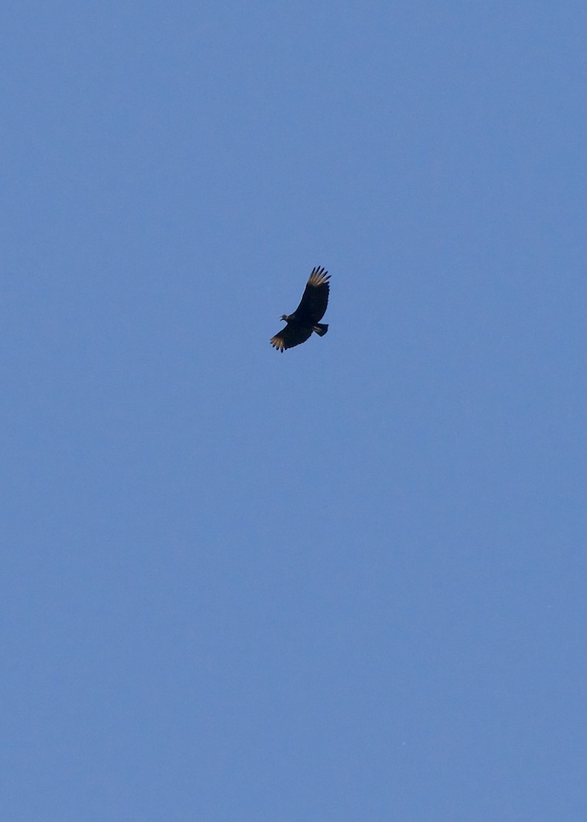 Black Vulture - ML619611949