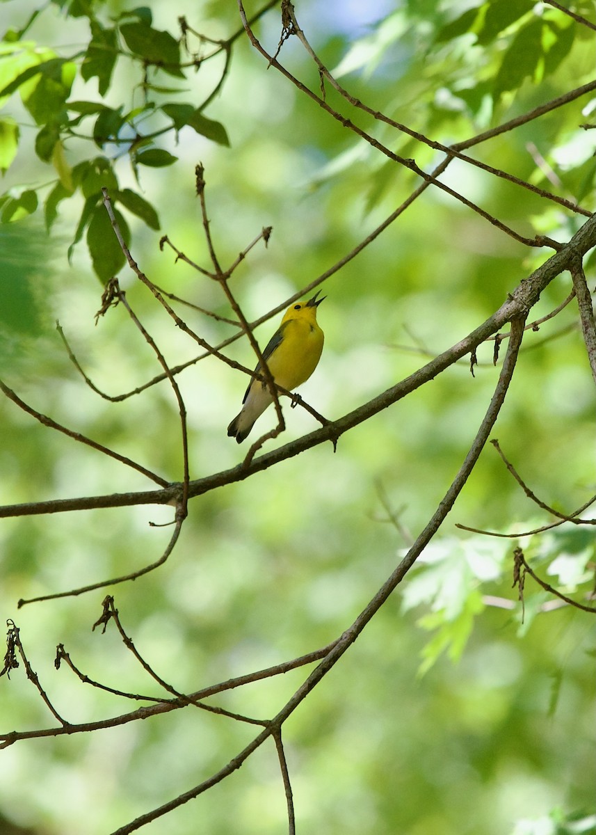 Prothonotary Warbler - ML619611953