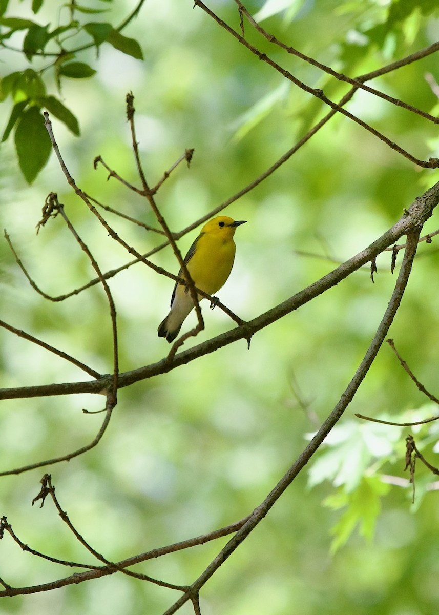 Prothonotary Warbler - ML619611954