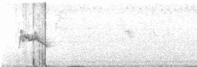 Zostérops à dos gris - ML619612058