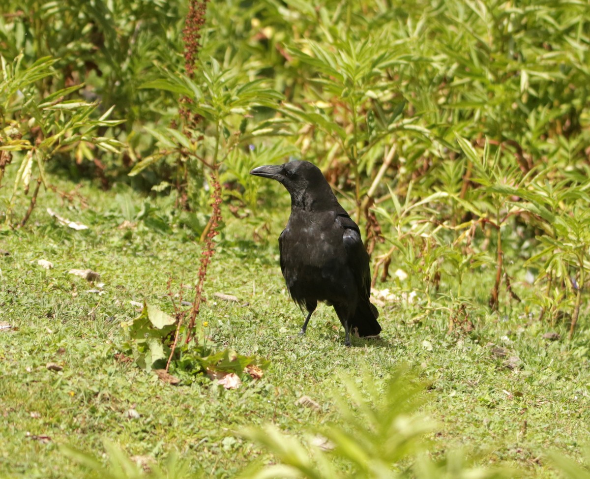 Large-billed Crow - ML619612074