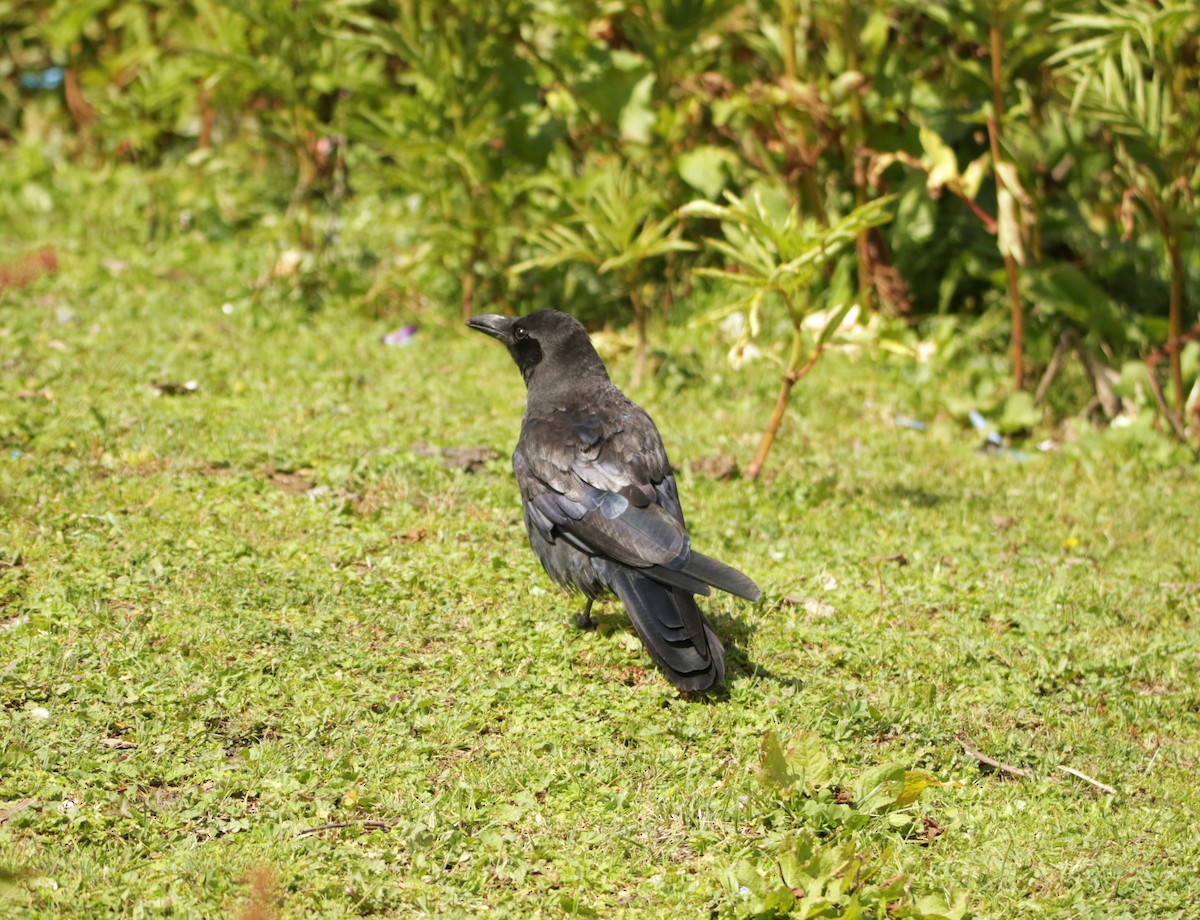 Large-billed Crow - ML619612075