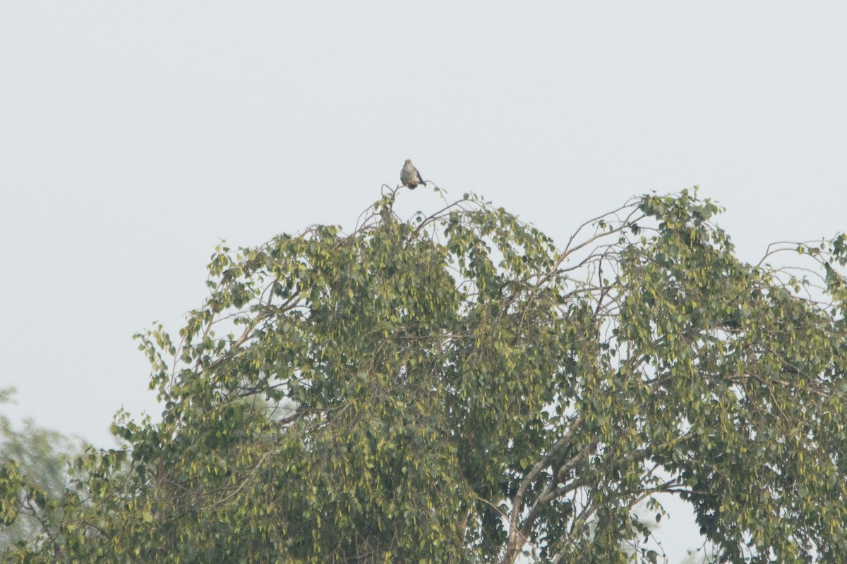 Common Cuckoo - ML619612124