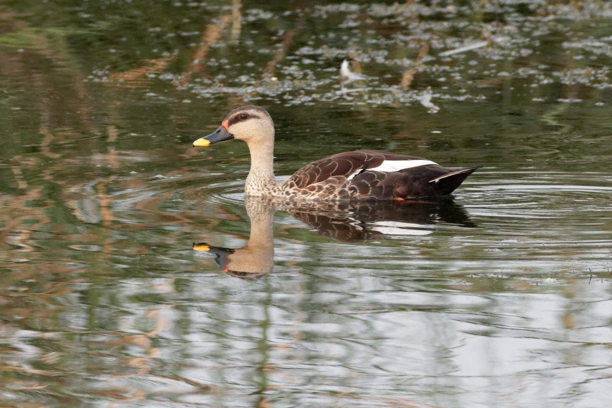 Indian Spot-billed Duck - ML619612126