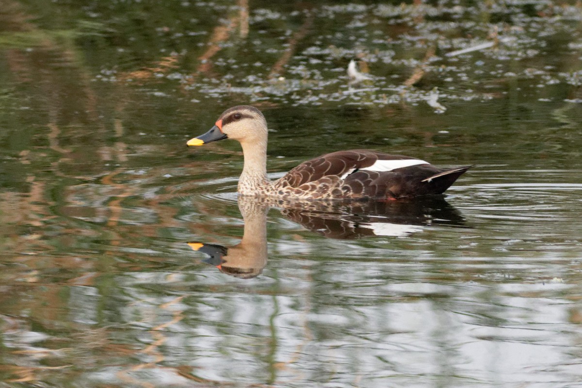 Indian Spot-billed Duck - ML619612127