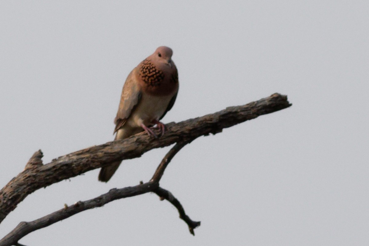 Laughing Dove - ML619612132