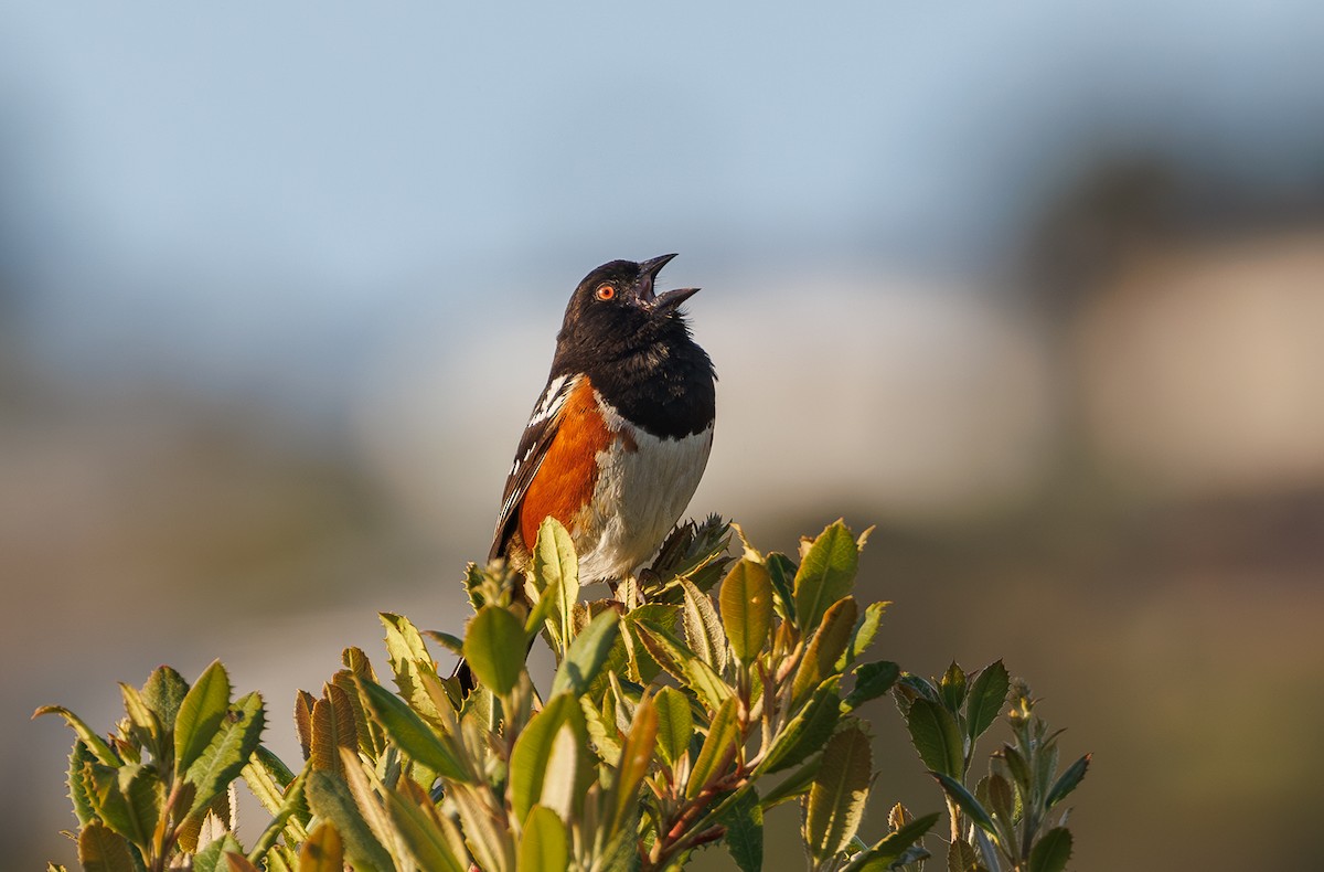 Spotted Towhee - ML619612198