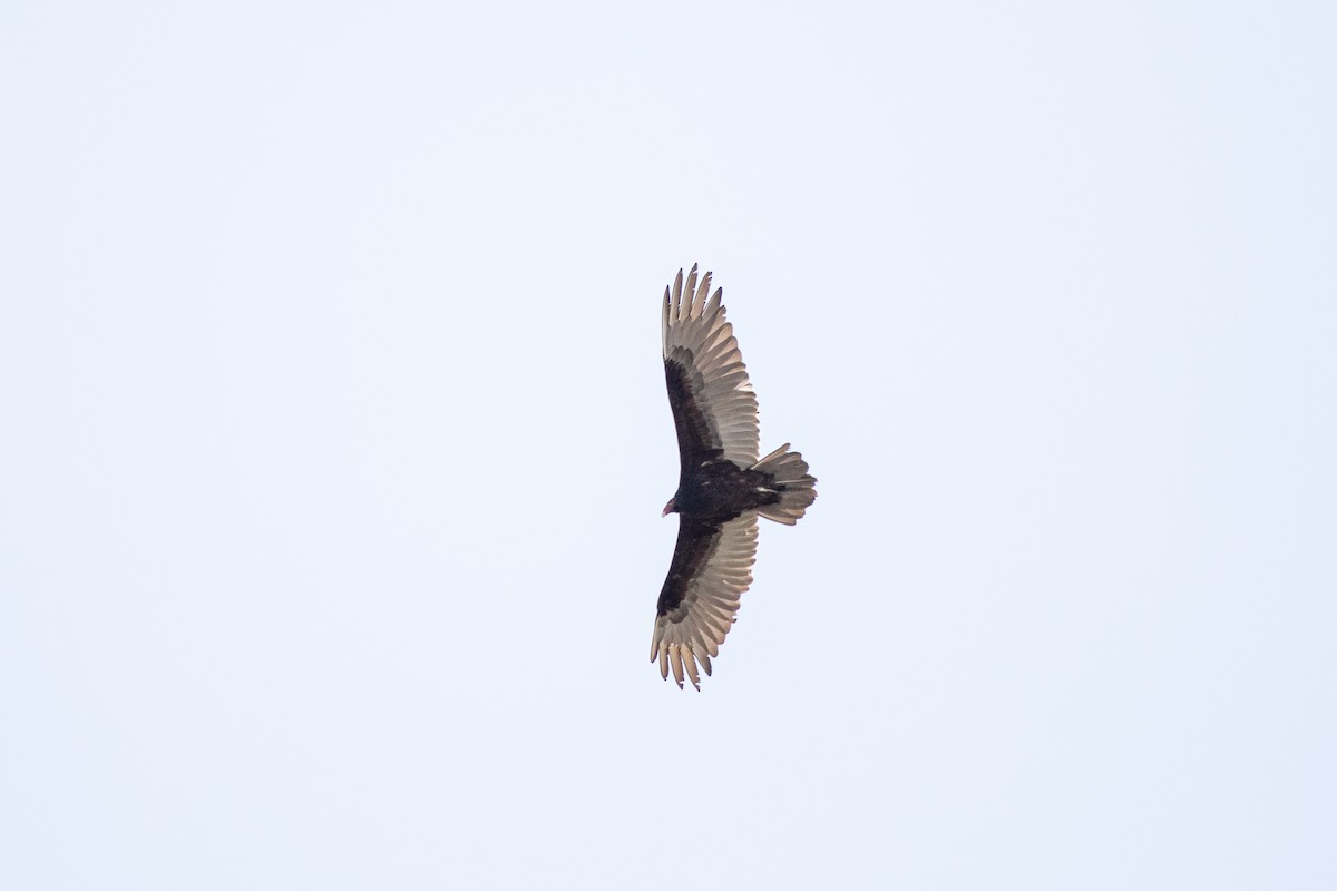 Turkey Vulture - ML619612249
