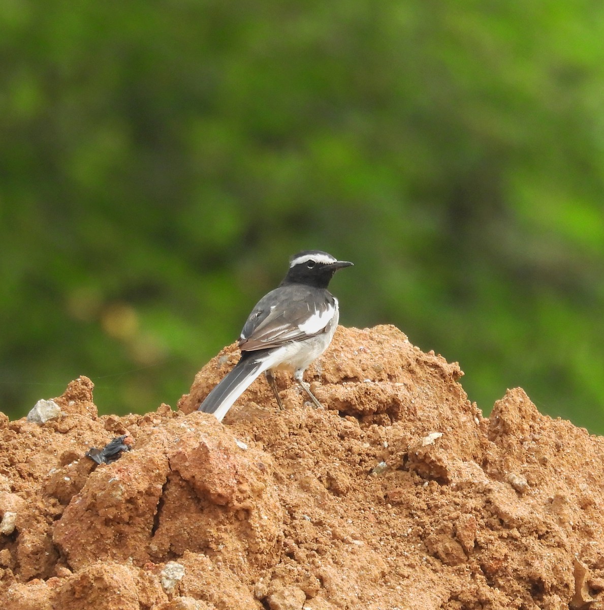 White-browed Wagtail - ML619612250