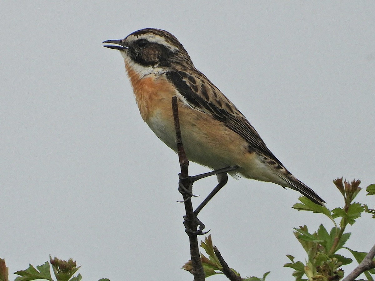 Whinchat - ML619612260