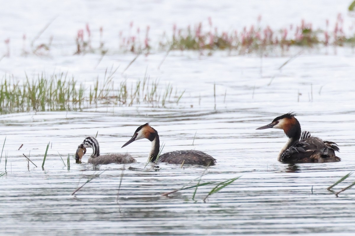 Great Crested Grebe - ML619612266