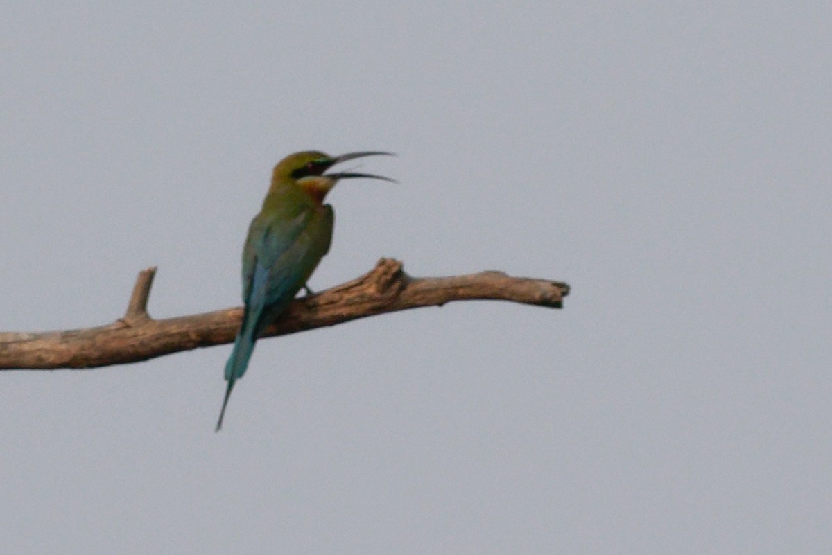 Blue-tailed Bee-eater - ML619612272