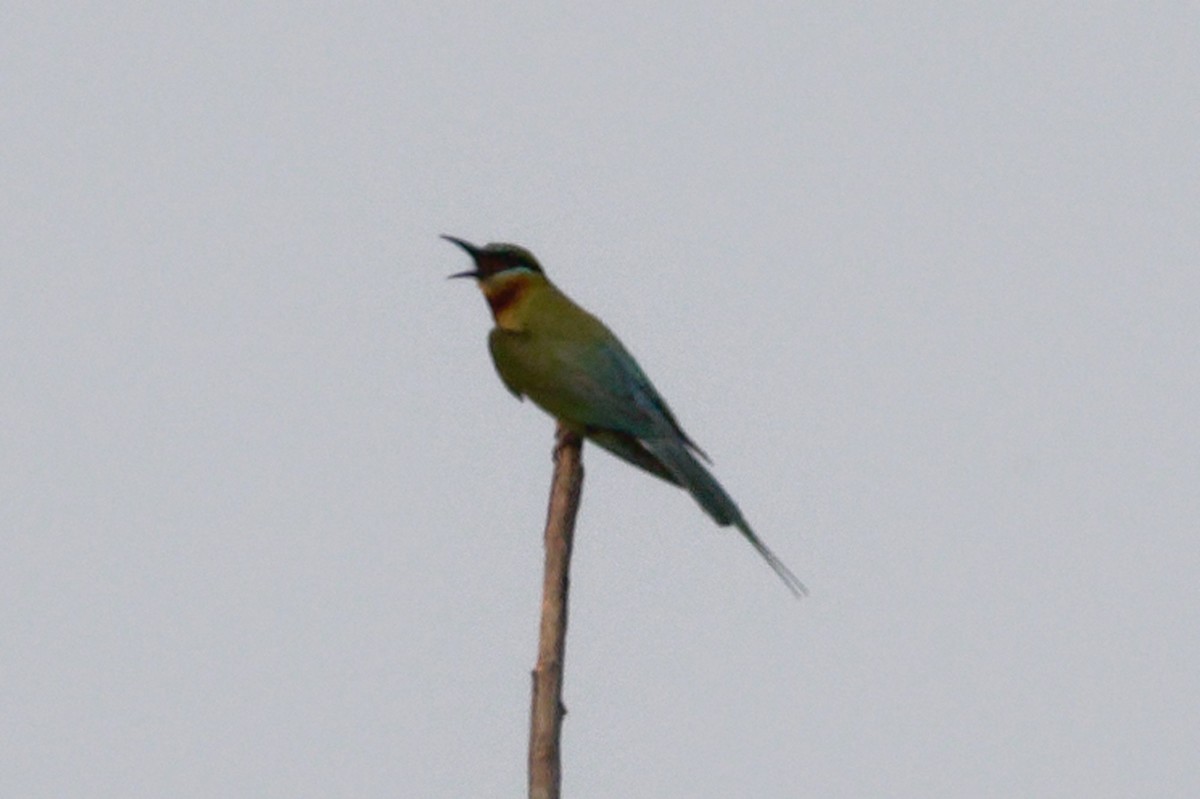 Blue-tailed Bee-eater - ML619612273