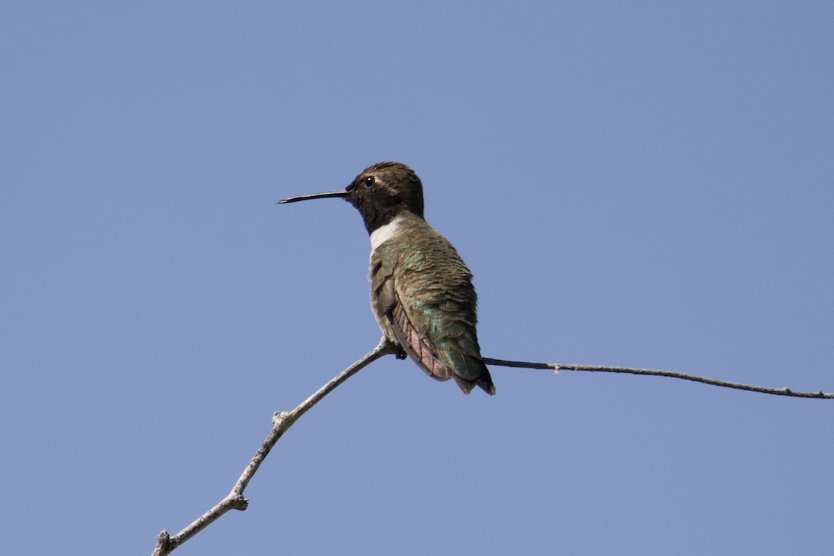 Black-chinned Hummingbird - ML619612282