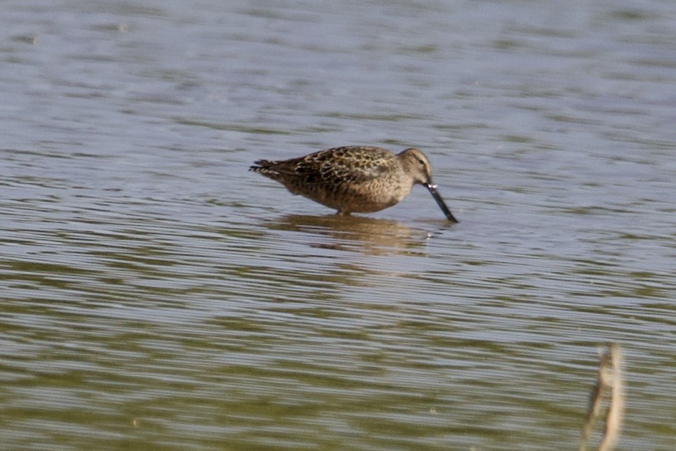 Long-billed Dowitcher - ML619612297
