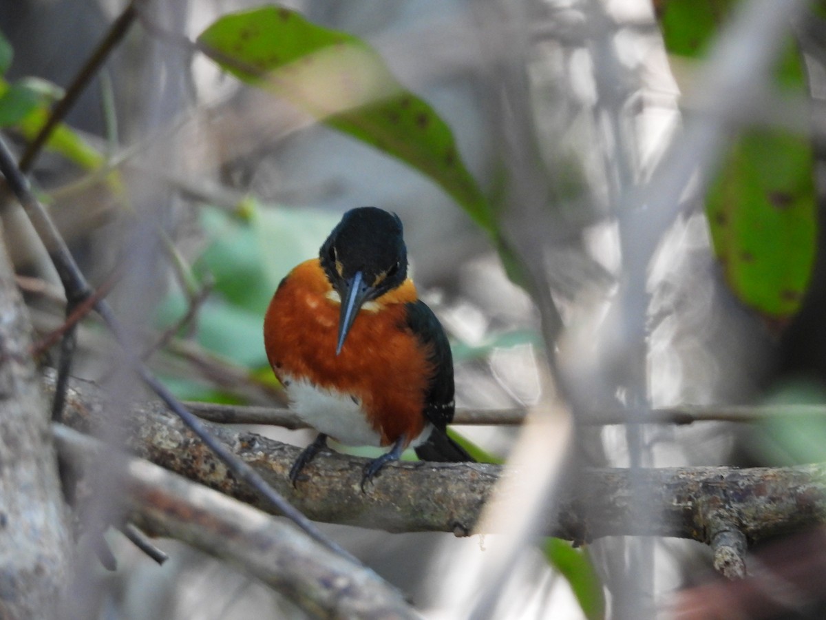 American Pygmy Kingfisher - ML619612302