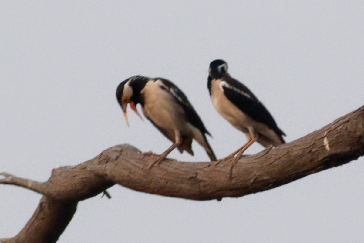 Indian Pied Starling - ML619612304