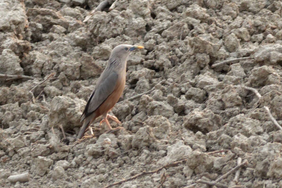 Chestnut-tailed Starling - ML619612311