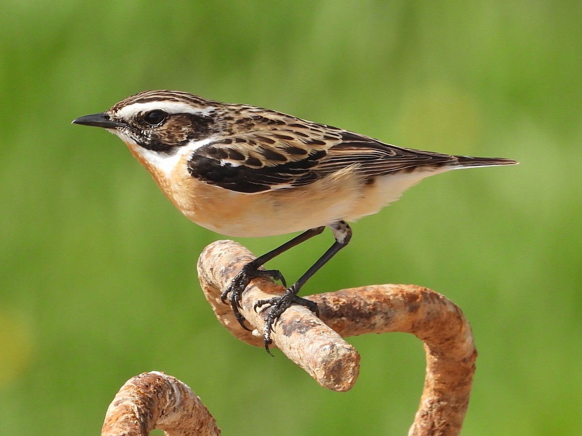 Whinchat - ML619612334