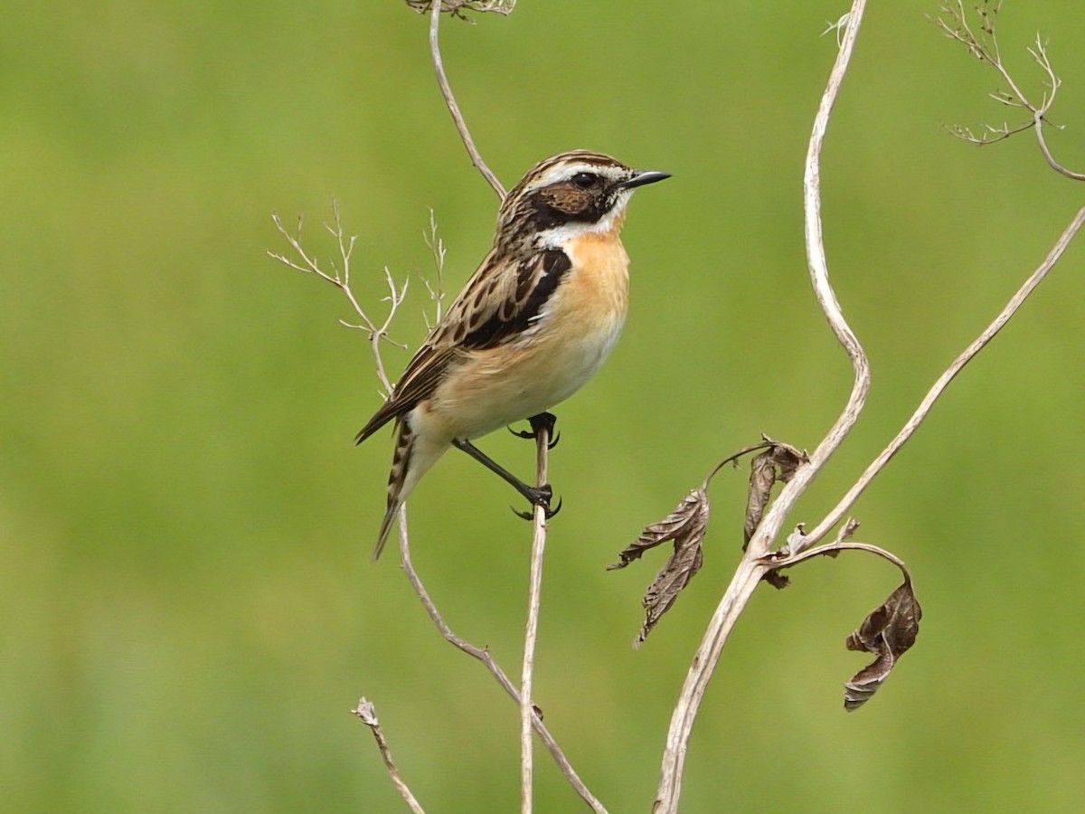 Whinchat - ML619612335