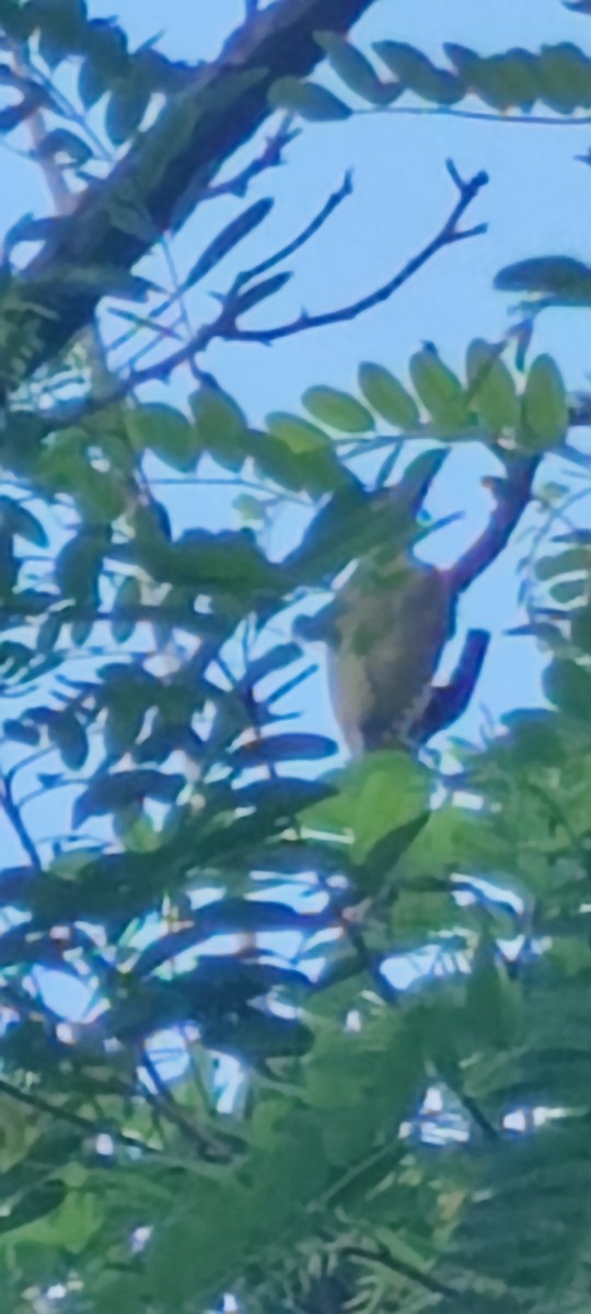 Eurasian Green Woodpecker - ML619612411