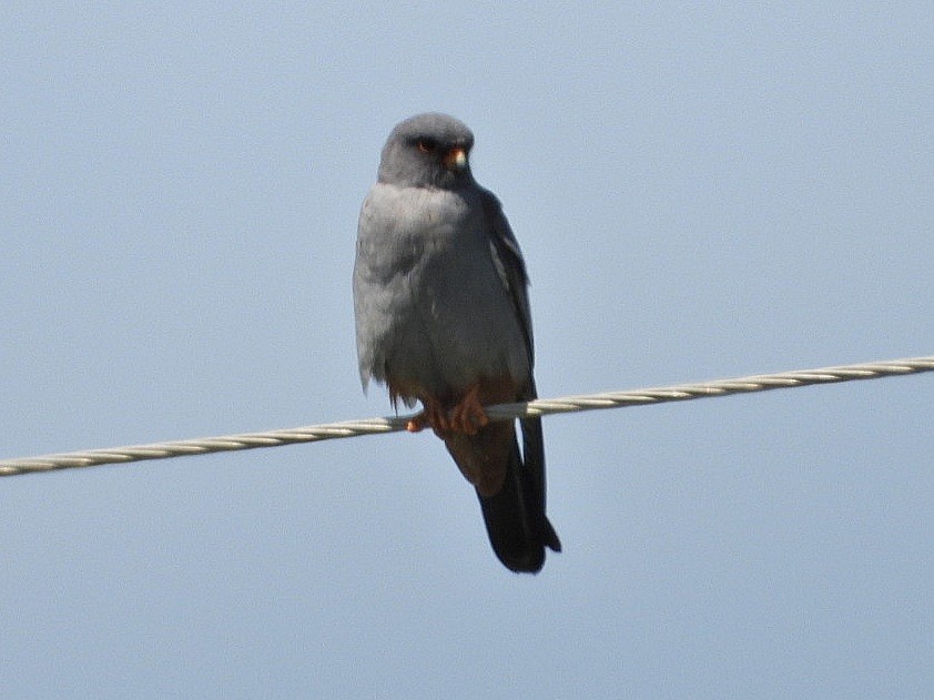 Red-footed Falcon - ML619612427