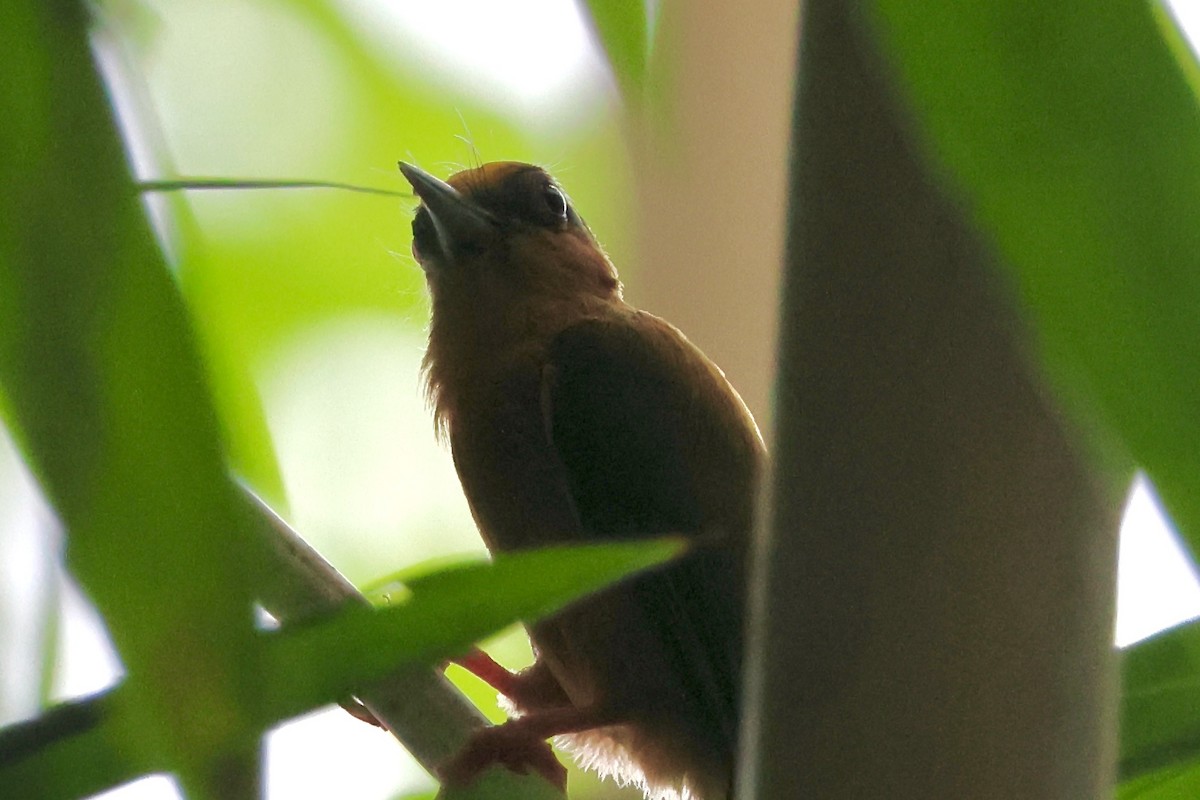 White-browed Piculet - ML619612474