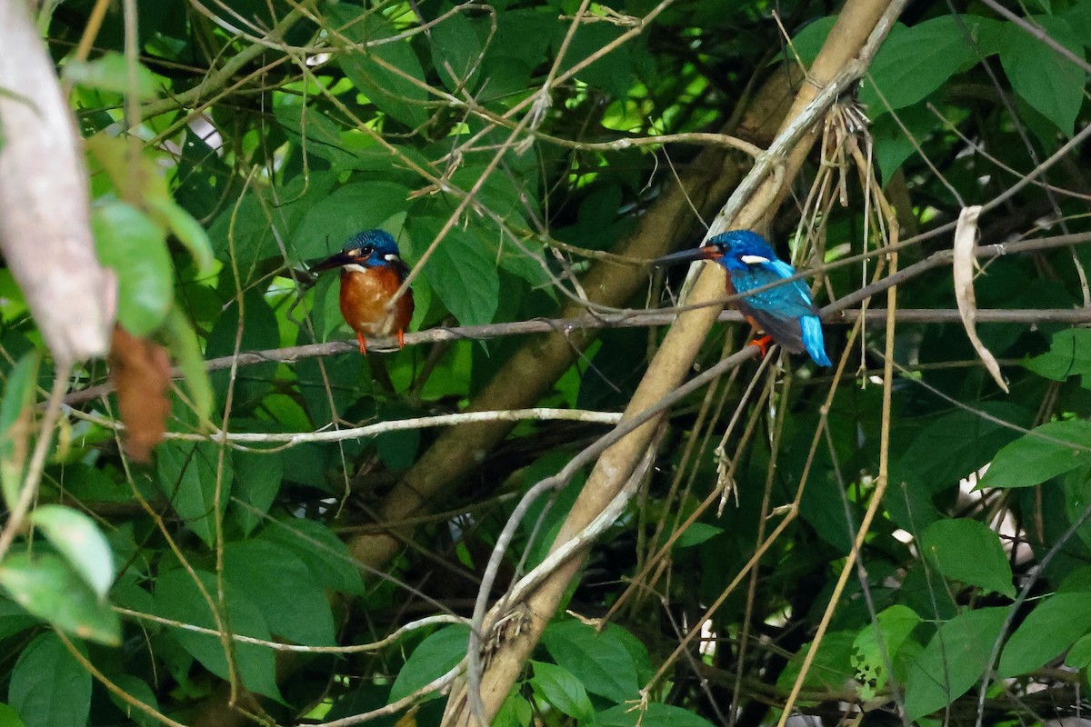 Blue-eared Kingfisher - ML619612482